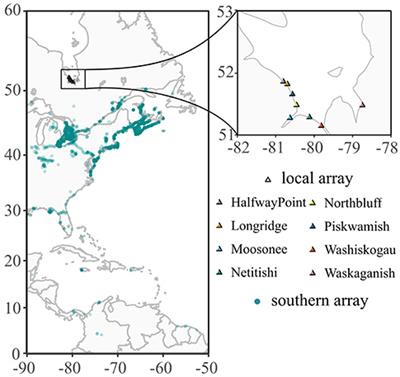 Migration Distance and Body Condition Influence Shorebird Migration Strategies and Stopover Decisions During Southbound Migration